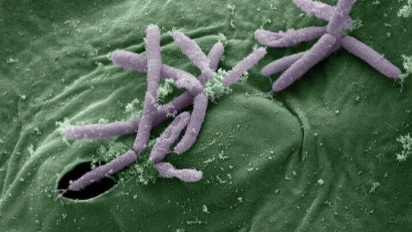 Откриха бактерии със суперспособности