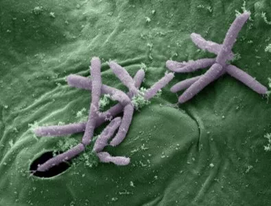 Бактериите, устойчиви на антибиотици, са на стотици години