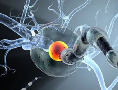 Невробиолозите се научиха да лекуват множествена склероза