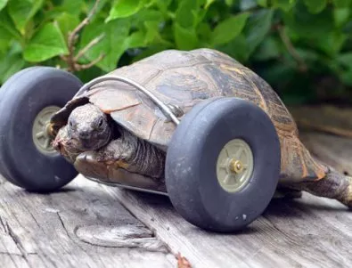 90-годишна костенурка, с изядени от плъхове крака, днес е по-бърза от всякога