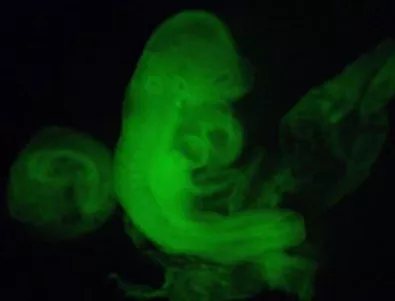 Учени наблюдаваха развитието на човешки ембрион в изкуствени условия 13 дни