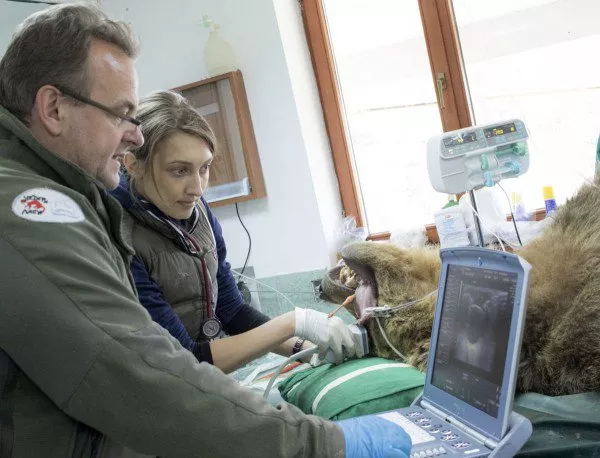 Международен екип от лекари прегледа 9 от мечките в парка край Белица