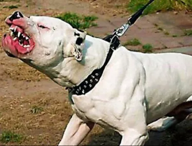 BBC разкри международна мрежа за кучешки боеве, организирана от българи