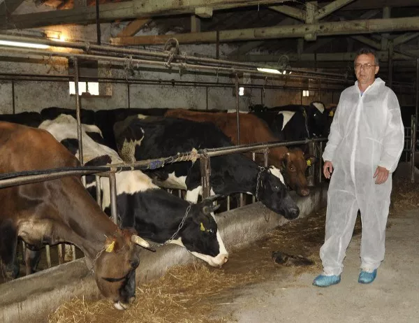 Откриха "луда крава" в Испания