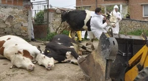 Ваксинират крави срещу дерматит в Северна България 