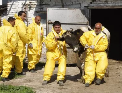 Умъртвяват близо 100 крави и телета в Монтанско заради дерматита