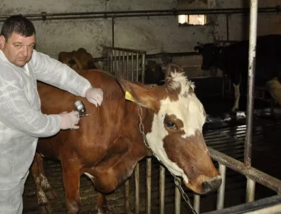 Антракс покоси 50 крави, овце и коне във Франция