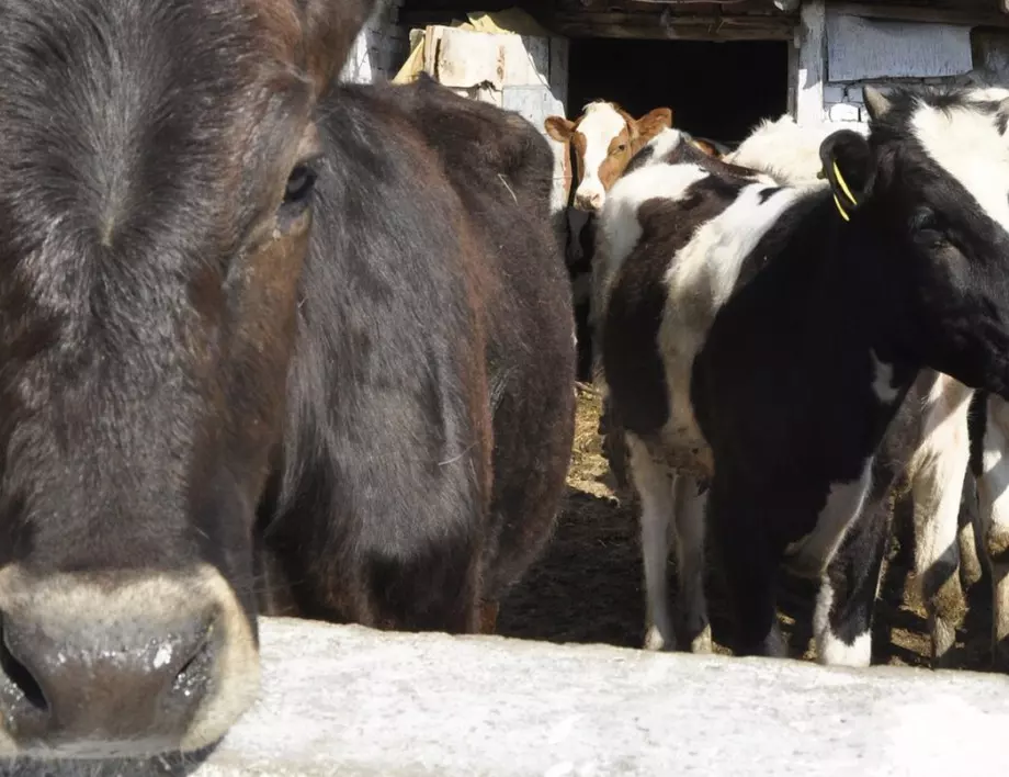 Фермери в Якутия шият сутиени за кравите си 