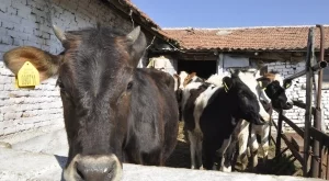 Ваксинират животни срещу нодуларен дерматит и в Северна България 