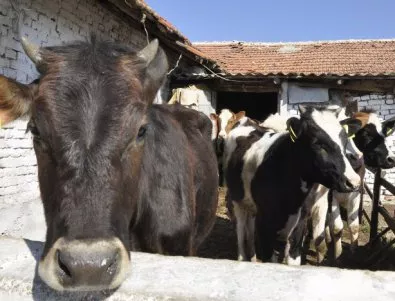 2 млн. лв. за фермерите с унищожени животни заради дерматита