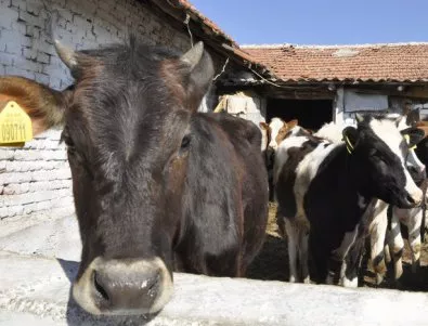ЕС дава нов половин милиард евро в помощ на млекопроизводителите