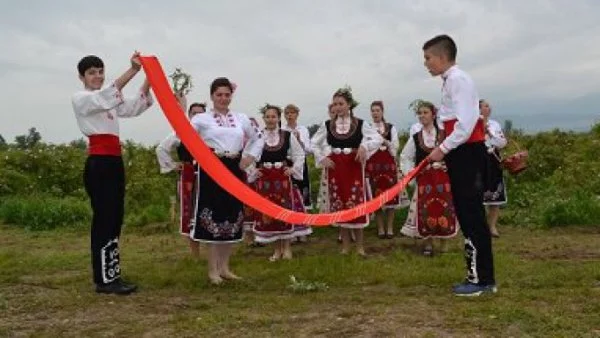 Брането на божествената роза - в село Ръжена