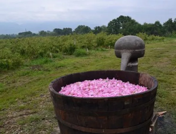 1600 кг розово масло са произведени в Казанлъшко тази година