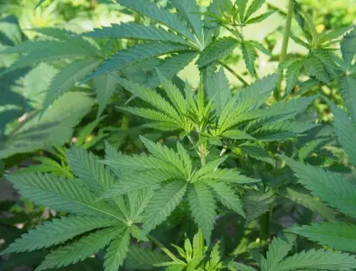 Камарата на представителите на САЩ одобри легализиране на марихуаната