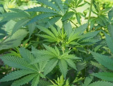 Флорида и Калифорния гласуваха за легализиране на марихуаната 