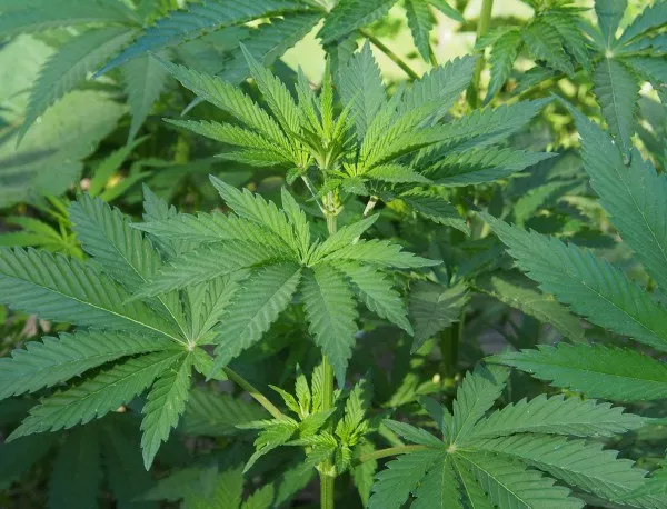Втора оранжерия за производство на марихуана е открита в Пазарджишко