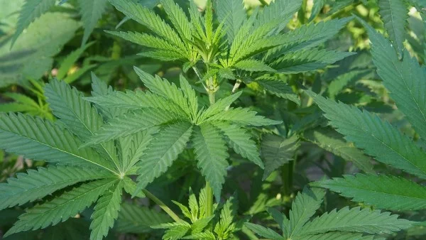 Втора оранжерия за производство на марихуана е открита в Пазарджишко