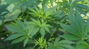 Австралия започва да изнася марихуана 