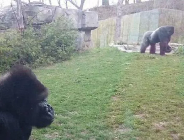 Вижте какво се случва, когато подразните горила (ВИДЕО)