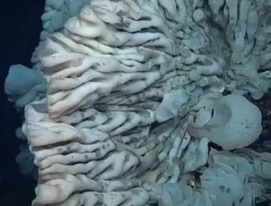 Откриха древно огромно същество на дъното на океана (ВИДЕО)