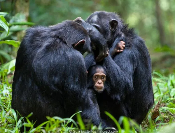 Как шимпанзетата оплакват смъртта на свой приятел (ВИДЕО)