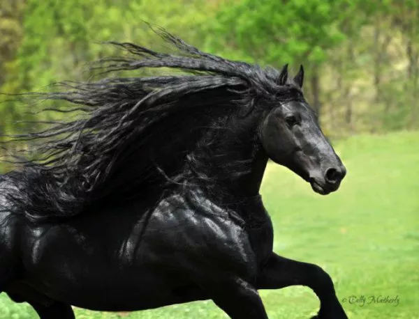 Най-красивият кон в света (ВИДЕО)