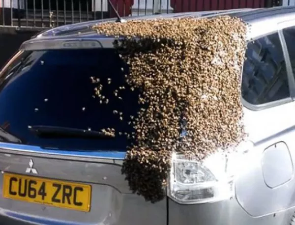 Хиляди пчели два дни преследват баба