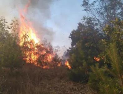 Пожарът в района на Харманли е засегнал 200 дка млади гори