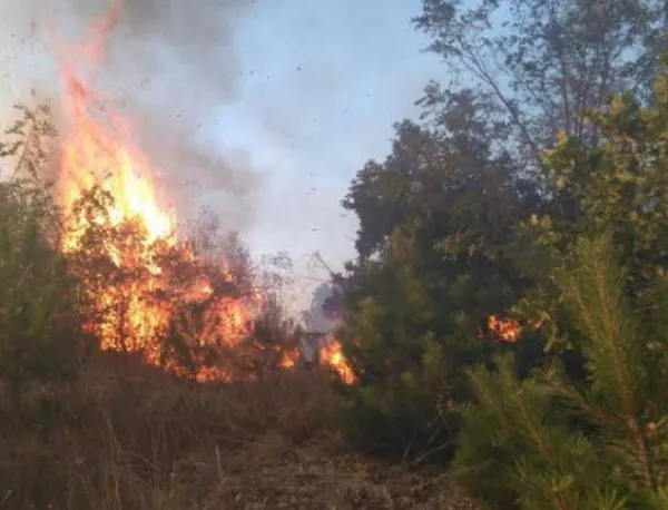 Край Чирпан изгоряха над 600 дка треви и иглолистна гора