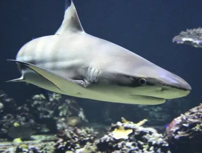 Австралиец оцеля след нападение на 4-метрова акула