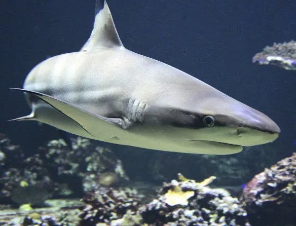 Австралиец оцеля след нападение на 4-метрова акула