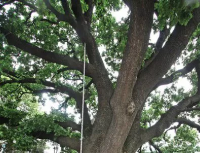 Вековен летен дъб до Стралджа е обявен за защитено дърво