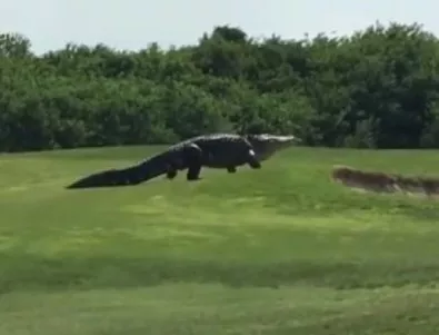 Огромен алигатор се разходи из игрище за голф (ВИДЕО)