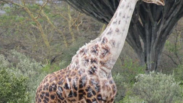 Жираф побеля пред очите на изследователка