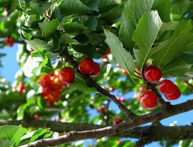 5 народни трика, които ще накарат и най-упоритите череши да дадат плод
