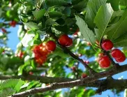 Засяване на черешови дървета: Градинарите споделят