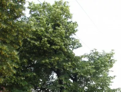 В Пловдив издирват дървета-столетници