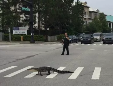 Алигатор спазва правилата за движение във Флорида
