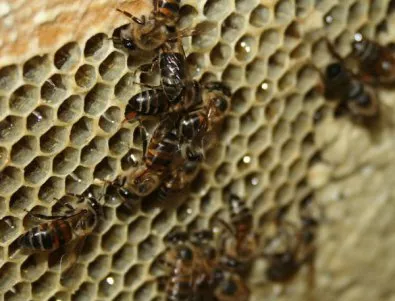 Пчели откриха начин да се размножават без търтеи