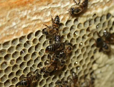 Пчеларите в Гоце Делчев опитват да съдят държавата