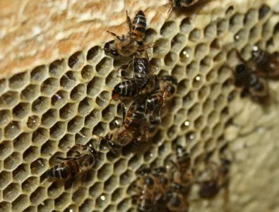 Пчелари протестират против пръсканията срещу нодуларен дерматит