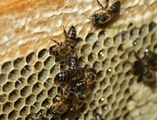 Ниските добиви от пчелен мед няма да доведат до повишаване на цените