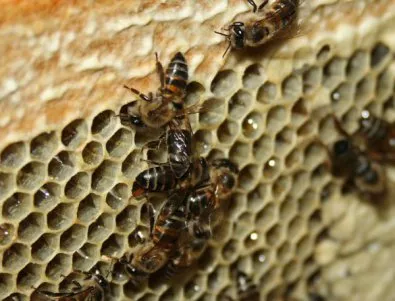 Обезщетениe заради въздушното пръскане искат пчелари от Благоевградско