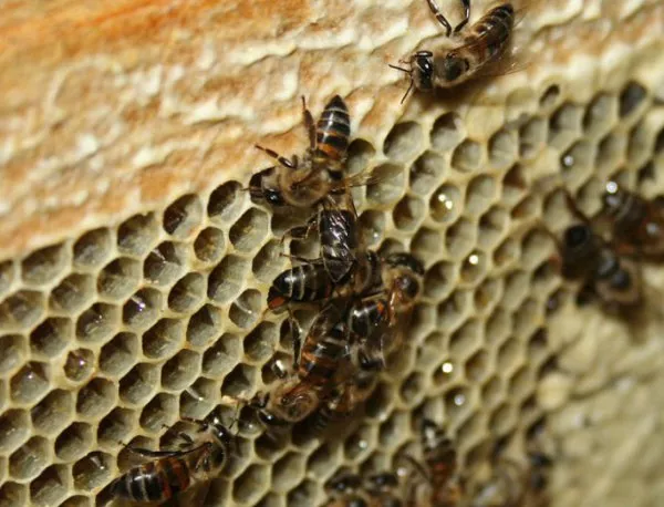 С SMS ще предупреждават пчеларите преди пръскане