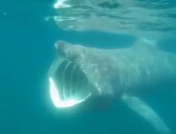 Да надникнеш в пастта на гигантска акула (ВИДЕО)