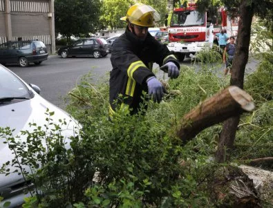 Дърво падна върху автомобил в Хасково