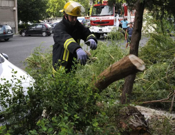 Паднало дърво отне живота на 11 души
