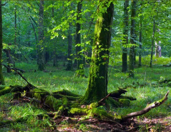 Вековните букови гори в "Централен Балкан“ стават част от обект на ЮНЕСКО