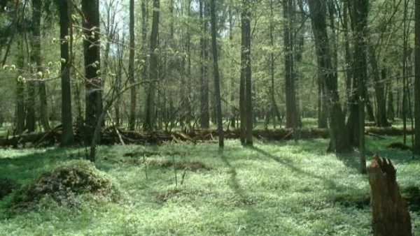 Срещу Полша тръгва наказателна процедура за сеч в една от най-древните гори в Европа