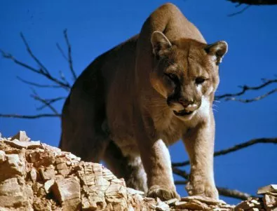 Майка в Колорадо спаси сина си, нападнат от лъв